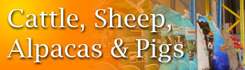 Cattle, Sheep, Alpacas and Pigs